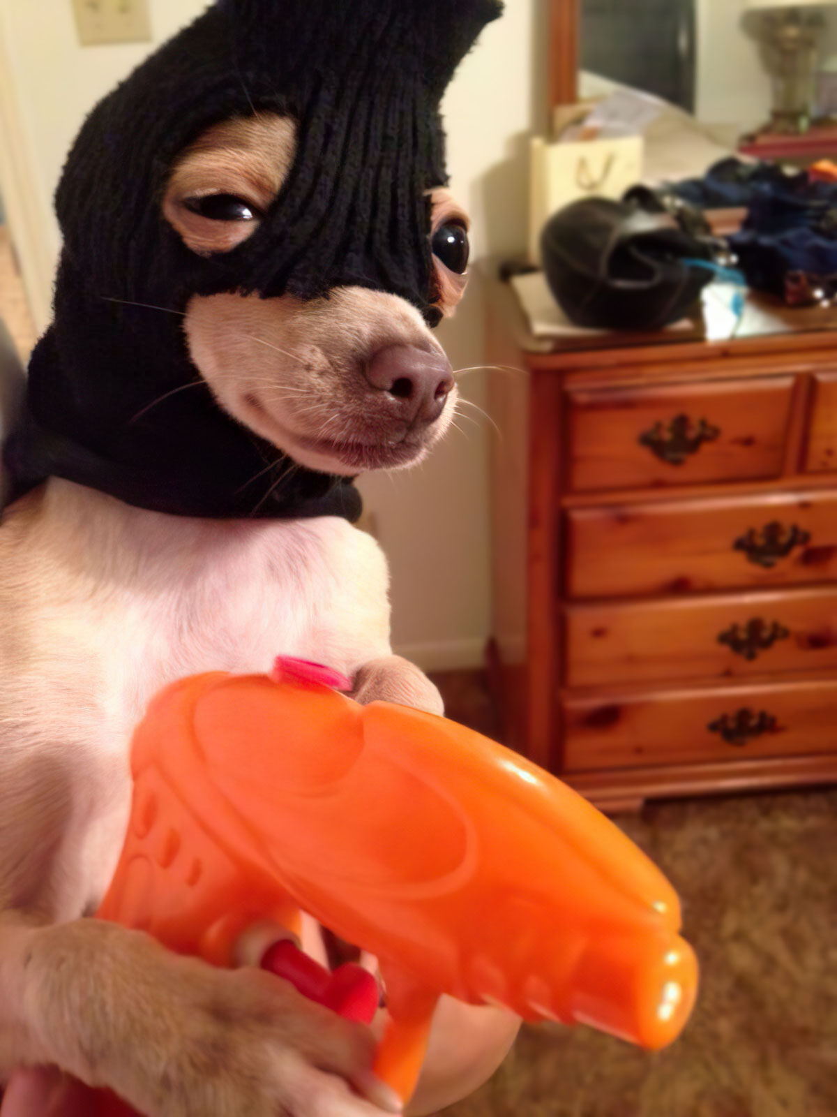 Chien braqueur Meme Template